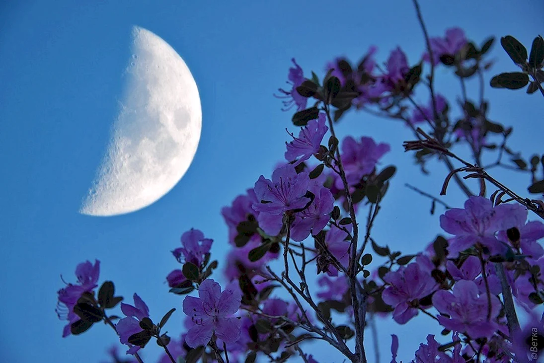 Луна и цветы