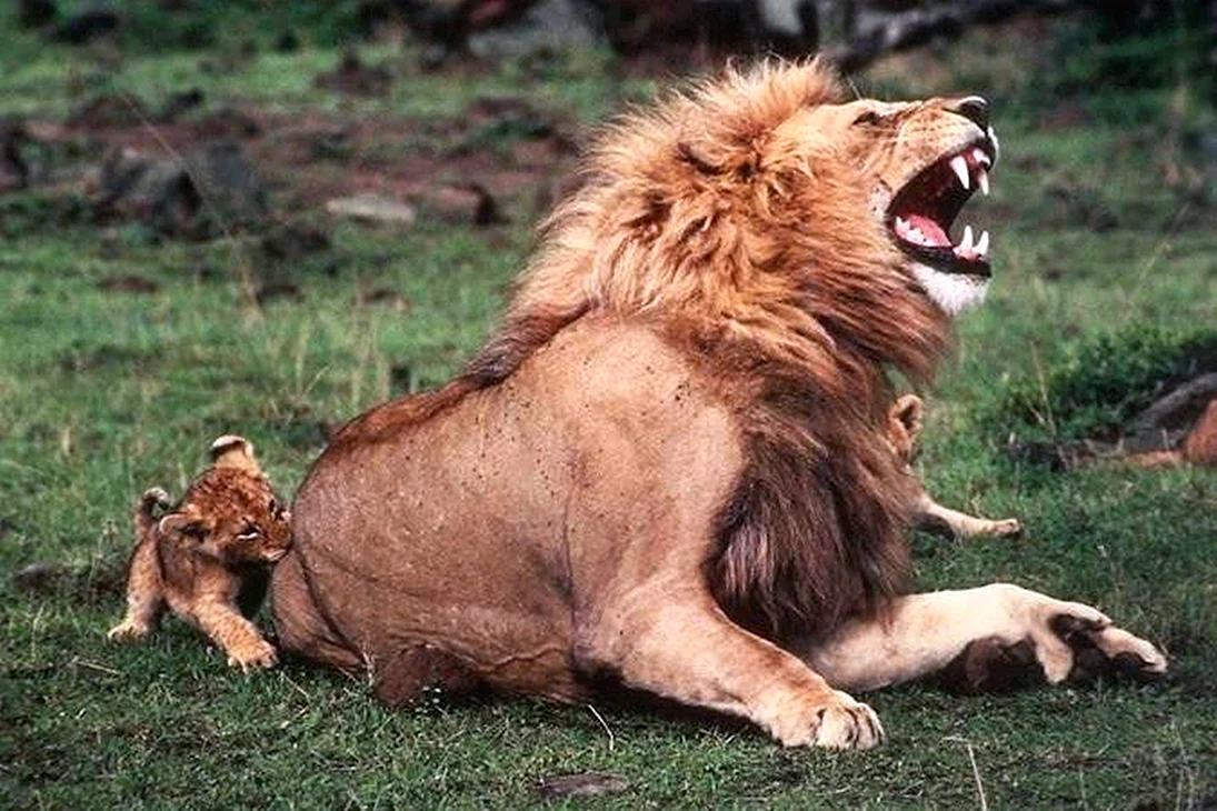 Львенок кусает Льва