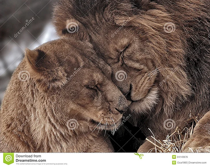 Львы обнимаются