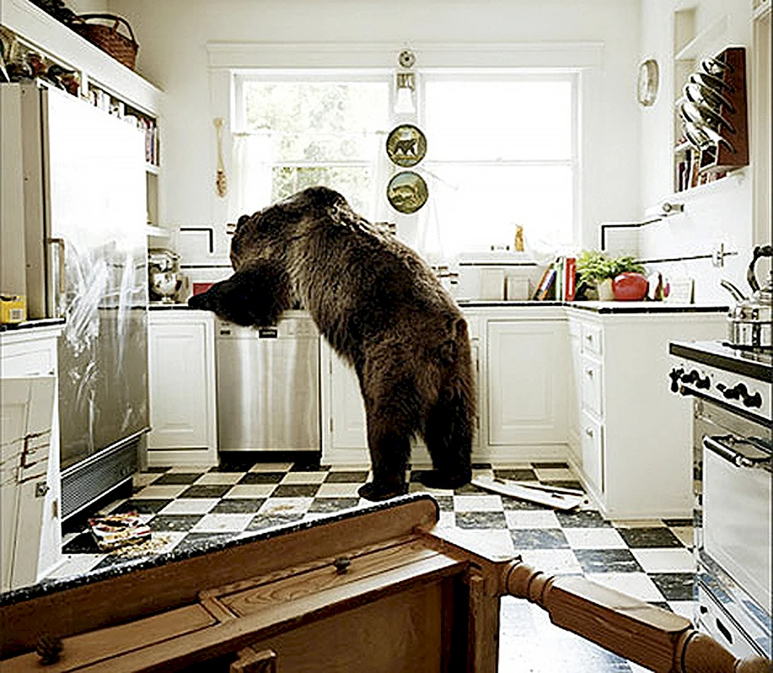 Медведь на кухне