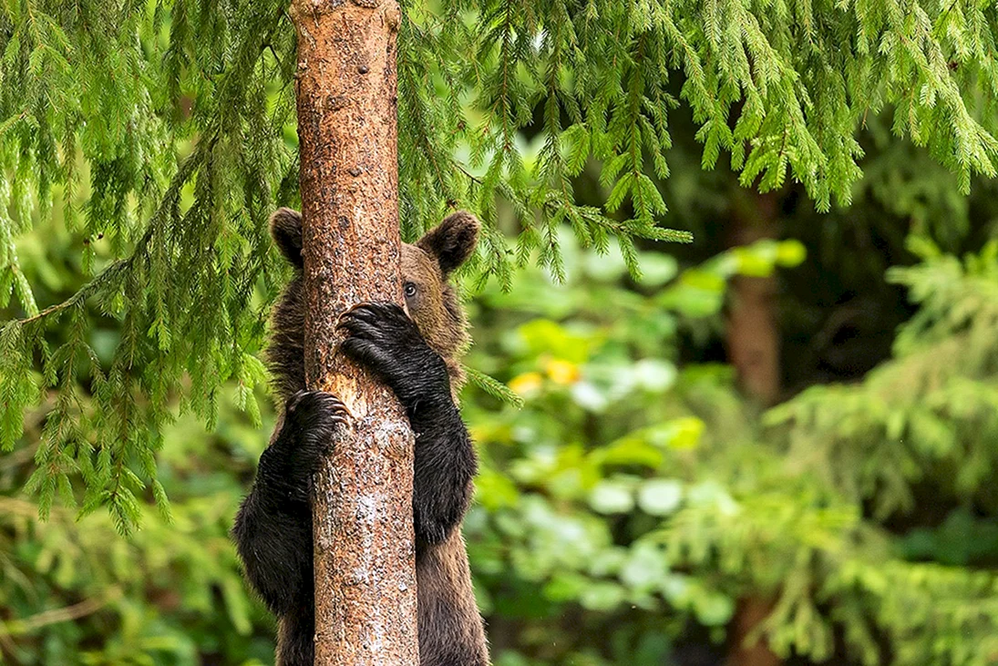 Медведь прячется за деревом