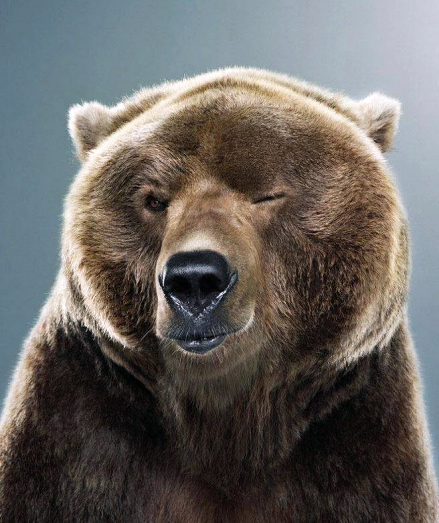Медведь улыбается