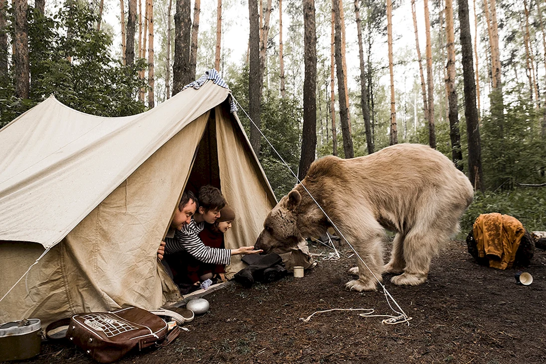 Медведь возле палатки