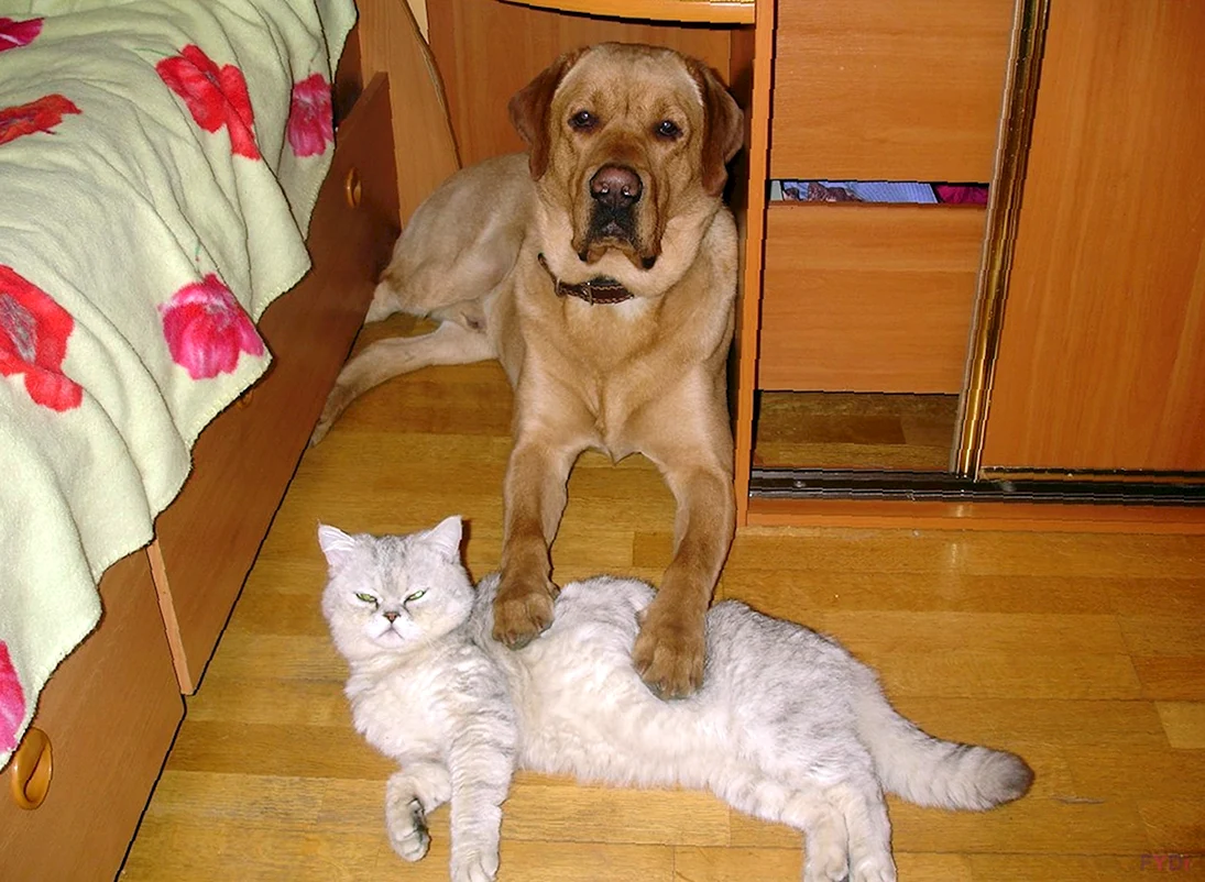 Мемные коты и собаки