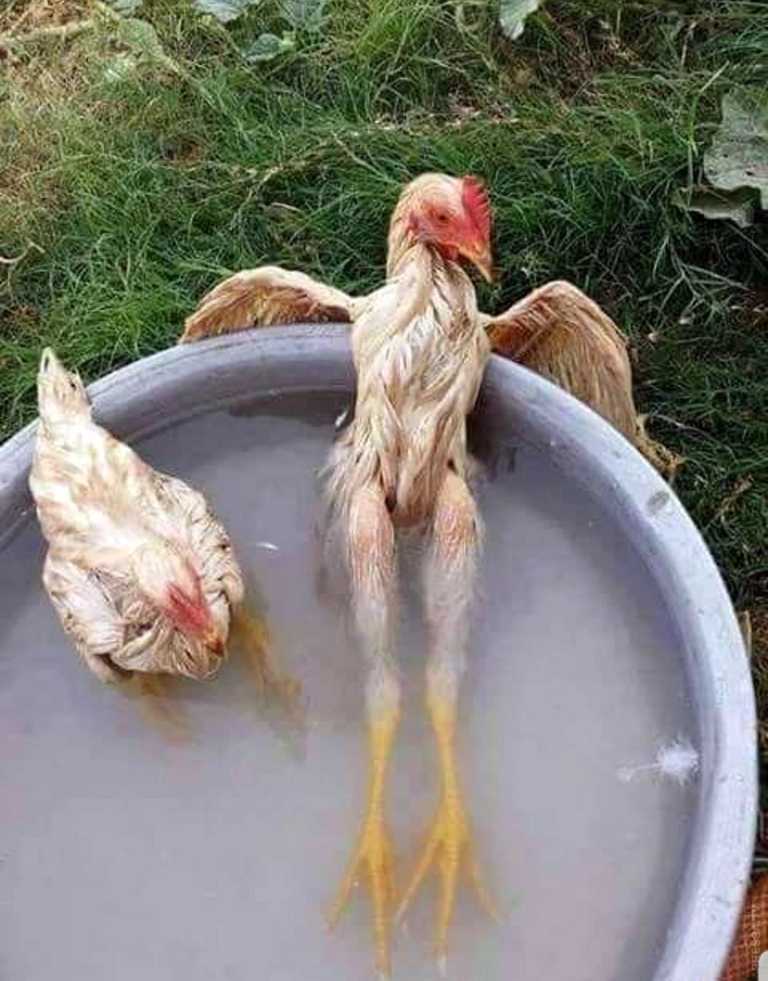 Мокрая курица
