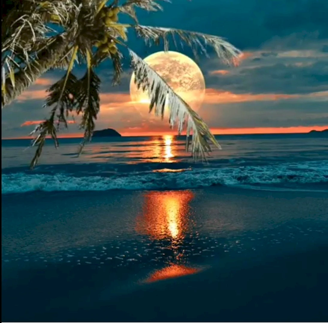 Море пальмы ночь