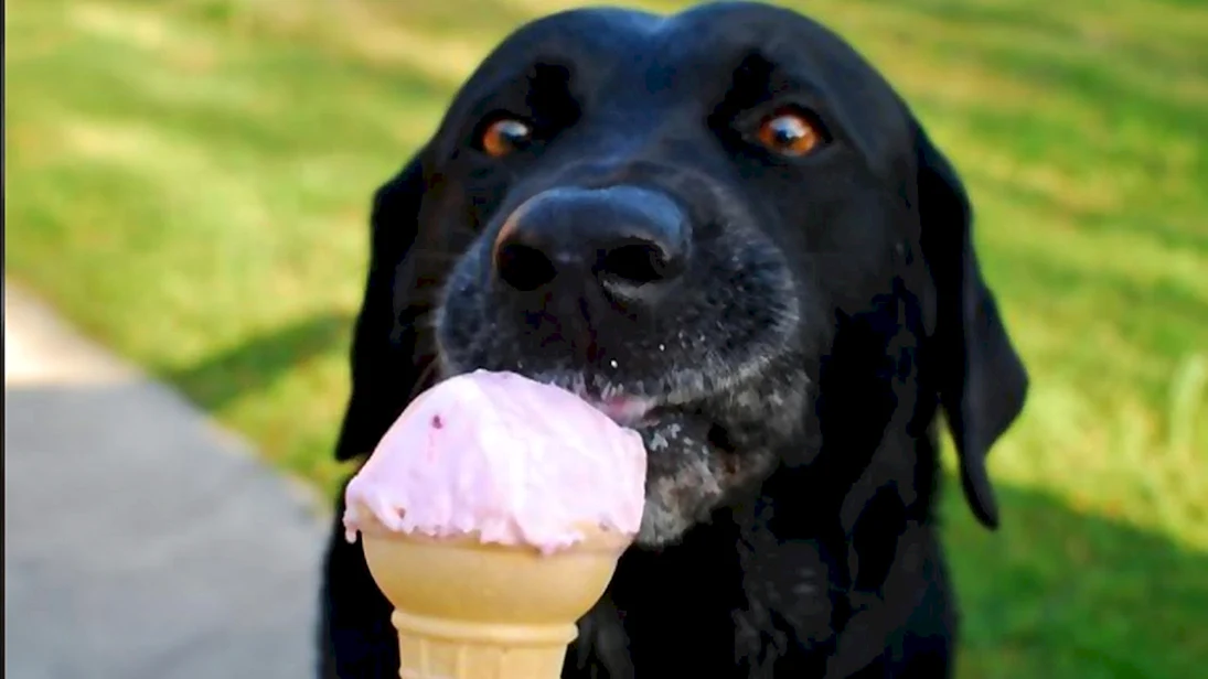 Мороженое для собак