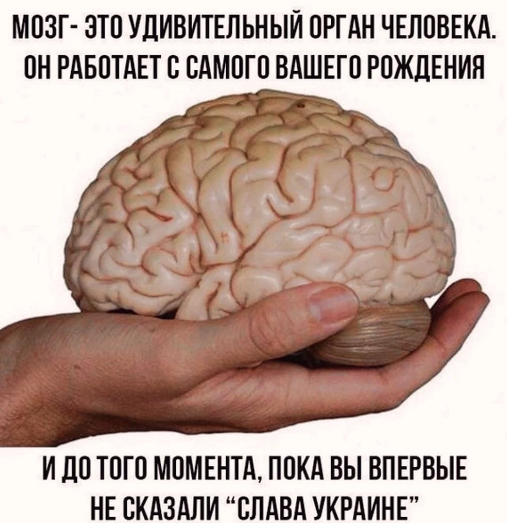 У кого впервые появился мозг. Мозг на ладони. Смешные мозги. Афоризмы про мозги смешные.