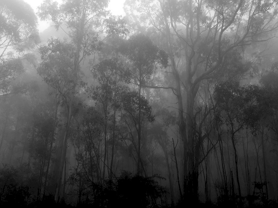 Мрачный серый лес