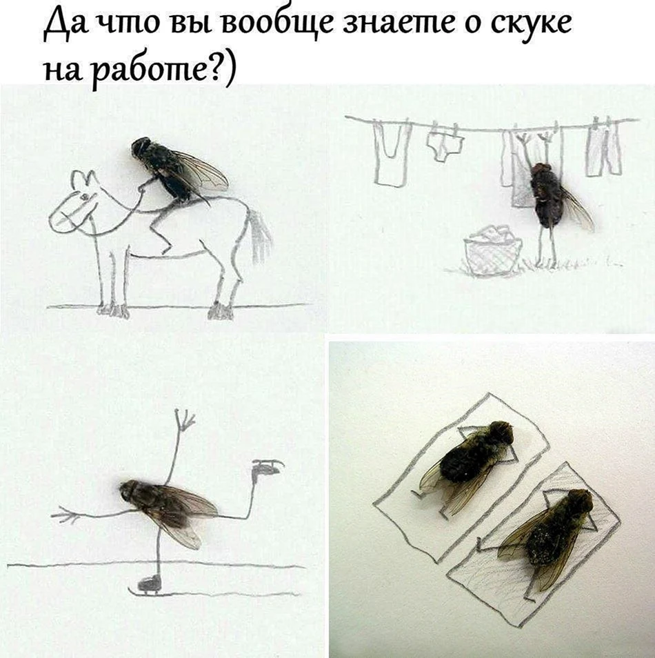 Муха прикол