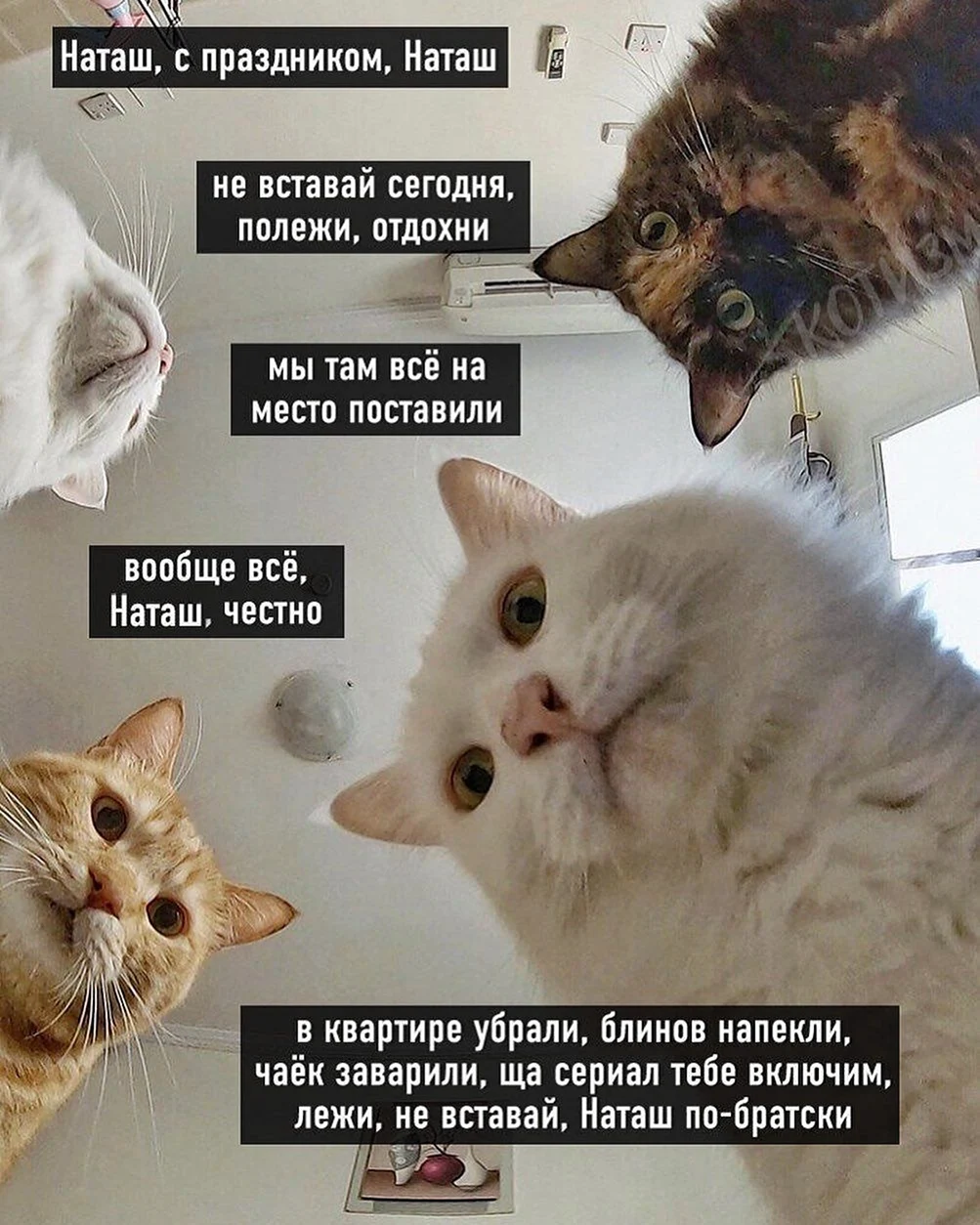 Наташа и коты мемы