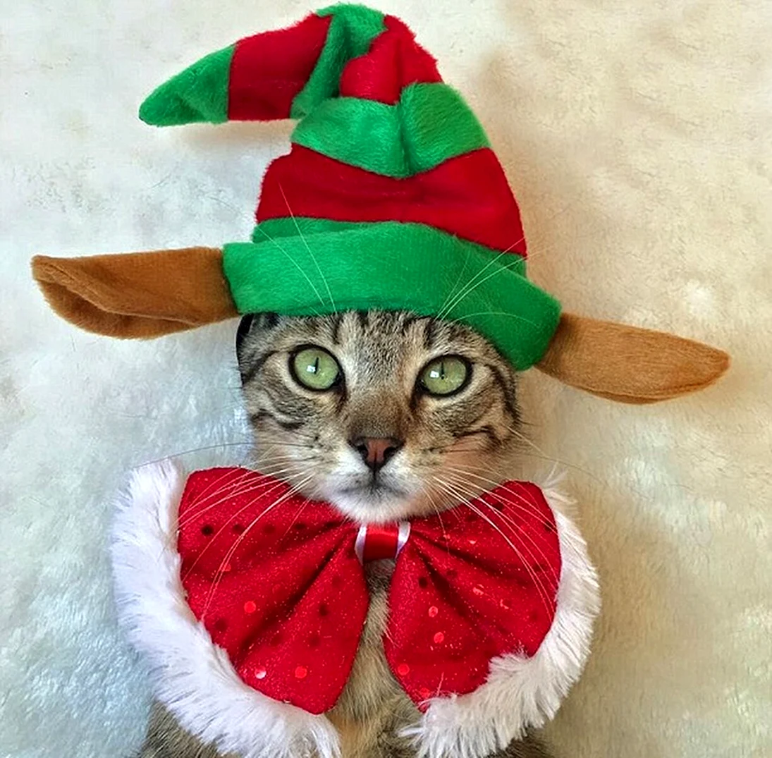 Новогодний костюм для кота