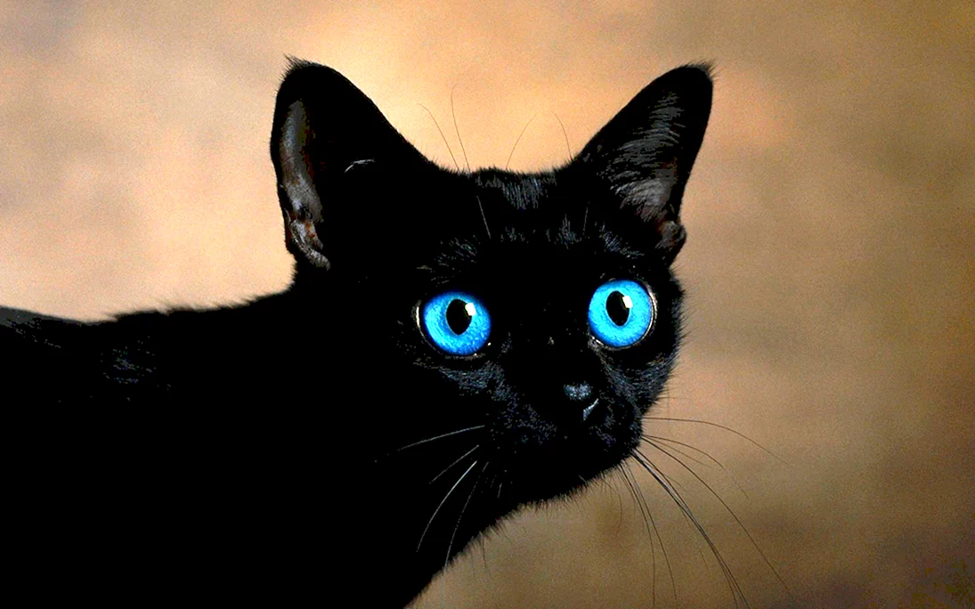 Охос азулес кошка черная