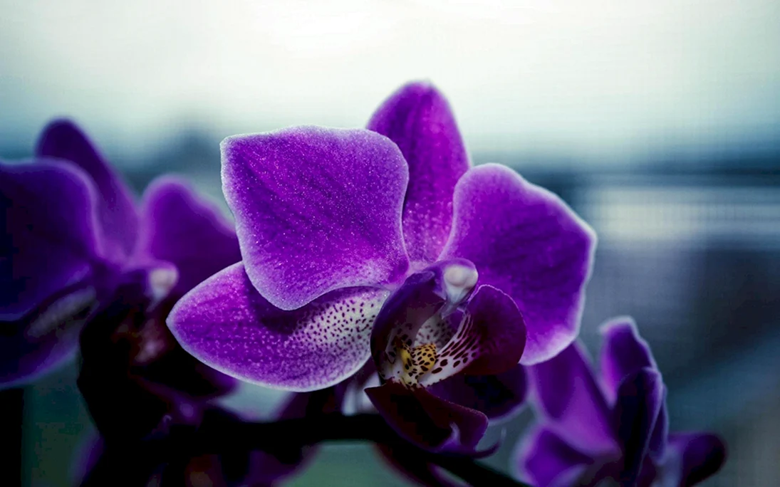Орхидея Purple Mirach