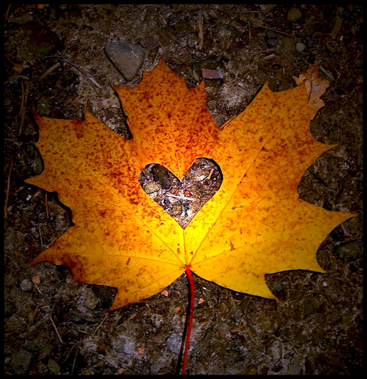 Осеннее сердце