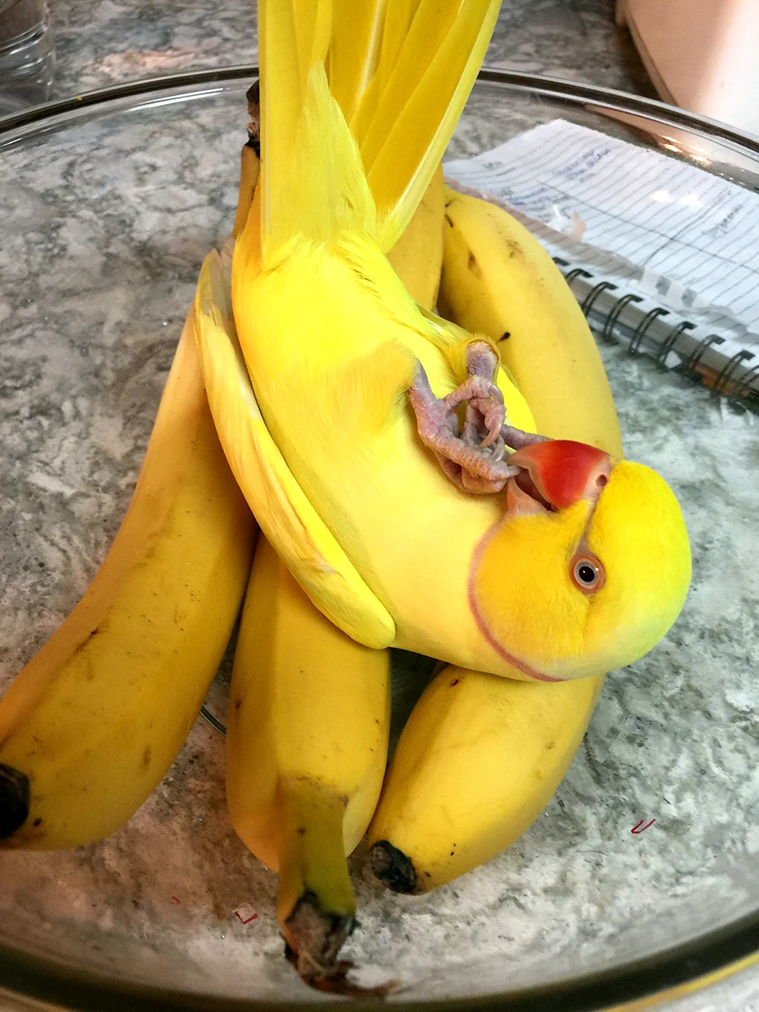 Ожереловый попугай и банан
