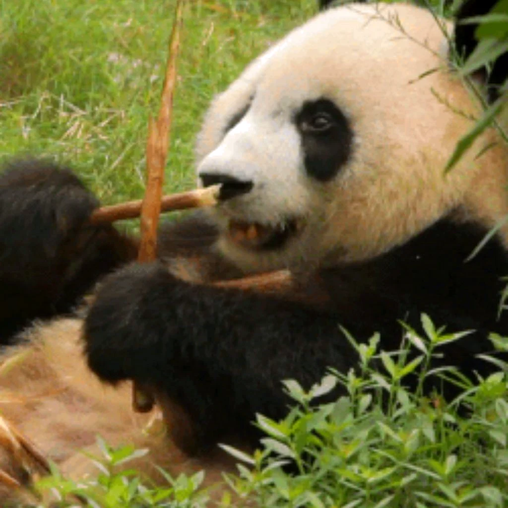 Панда в живой природе