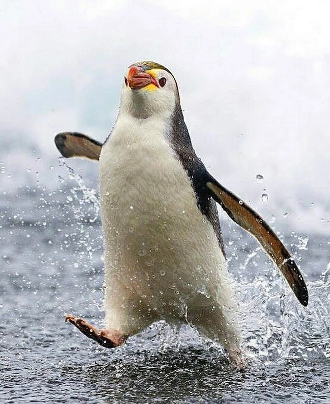 Пингвин Маккуори