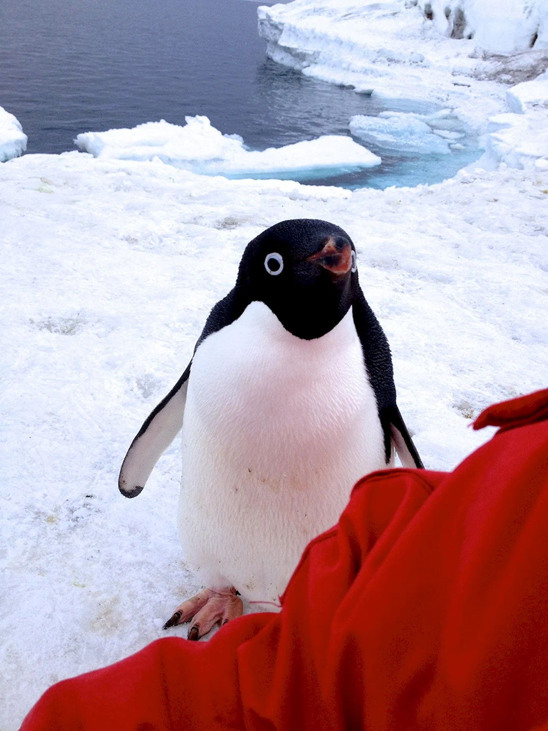 Пингвин Noot Noot