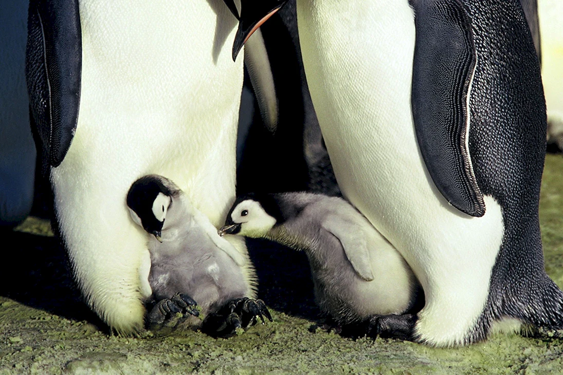 Пингвины 2005