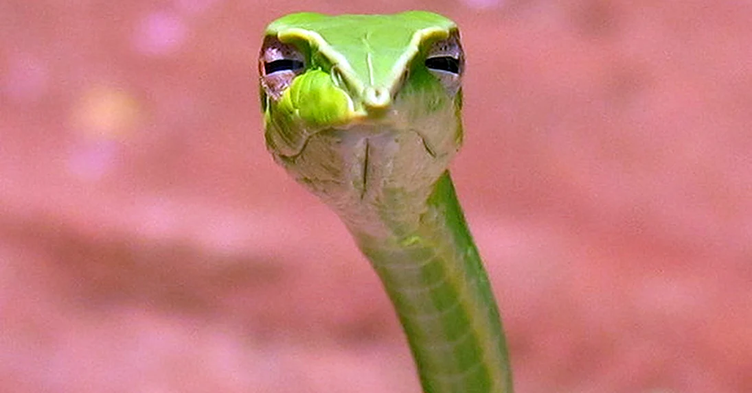 Подозрительная змея