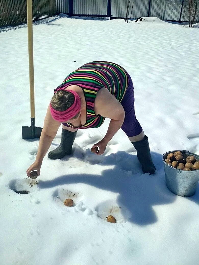 Посадка картофеля в снег