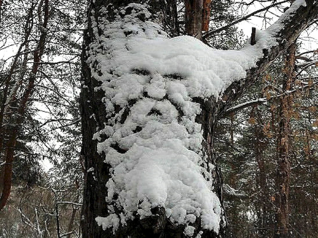 Причуды природы зимой