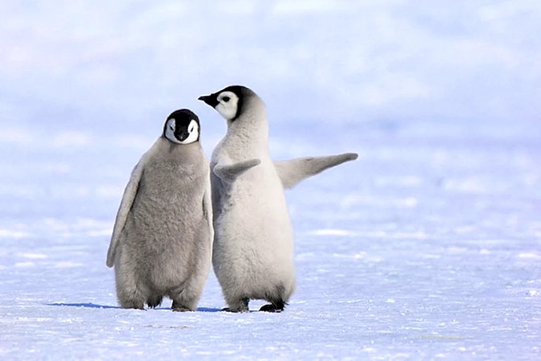Прикольные пингвины