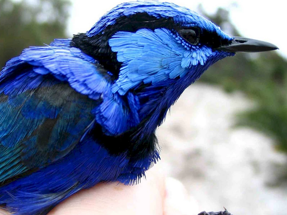 Птица синего цвета
