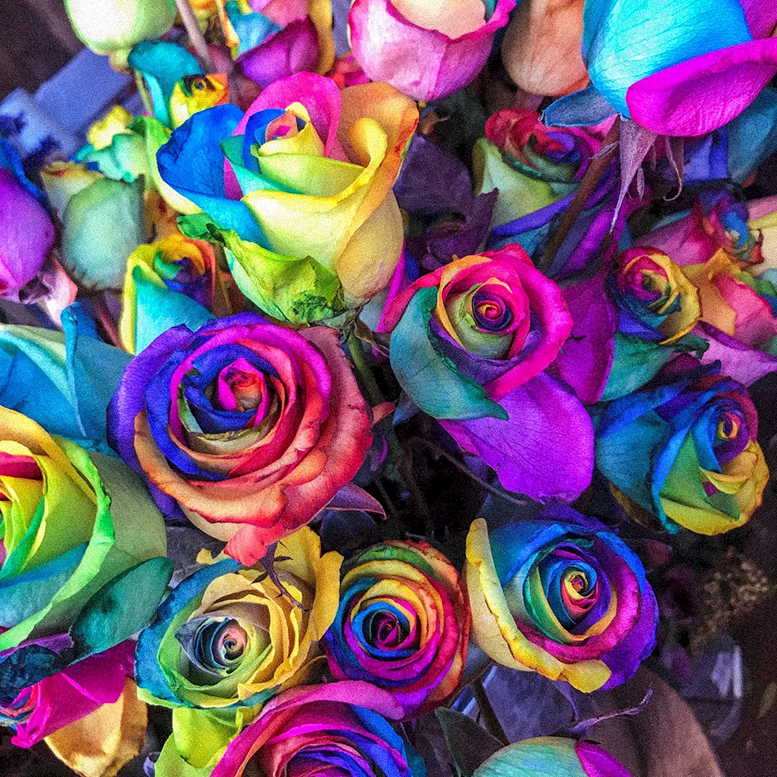Rainbow Rose Радужная роза
