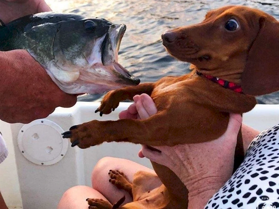 Рыба собака