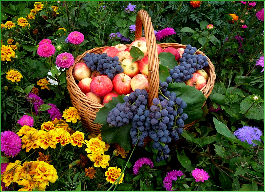 Садовые фрукты