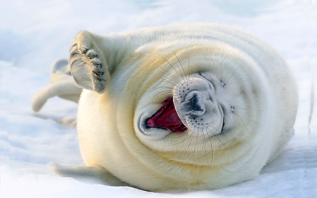 Счастливый тюлень