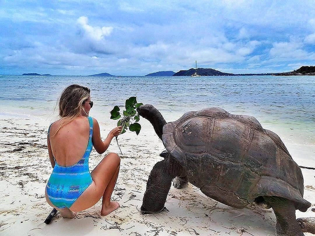 Сейшелы черепахи на пляжах