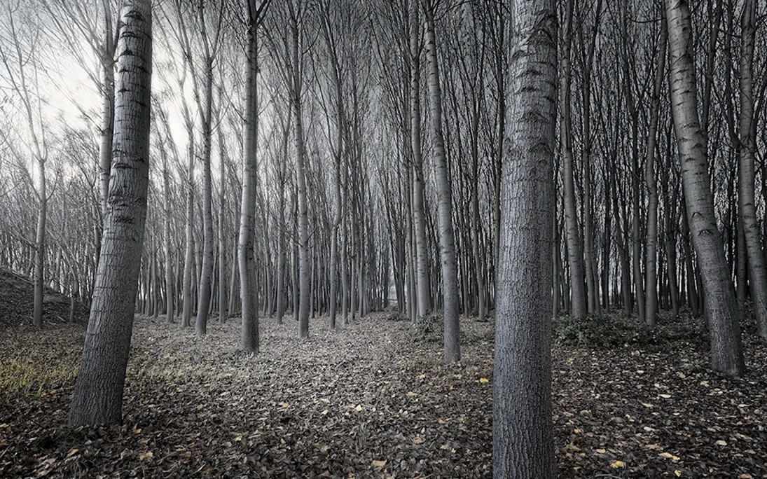 Серый лес