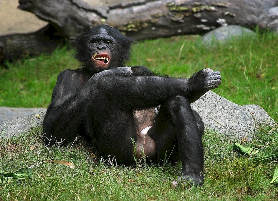 Шимпанзе с яйцами