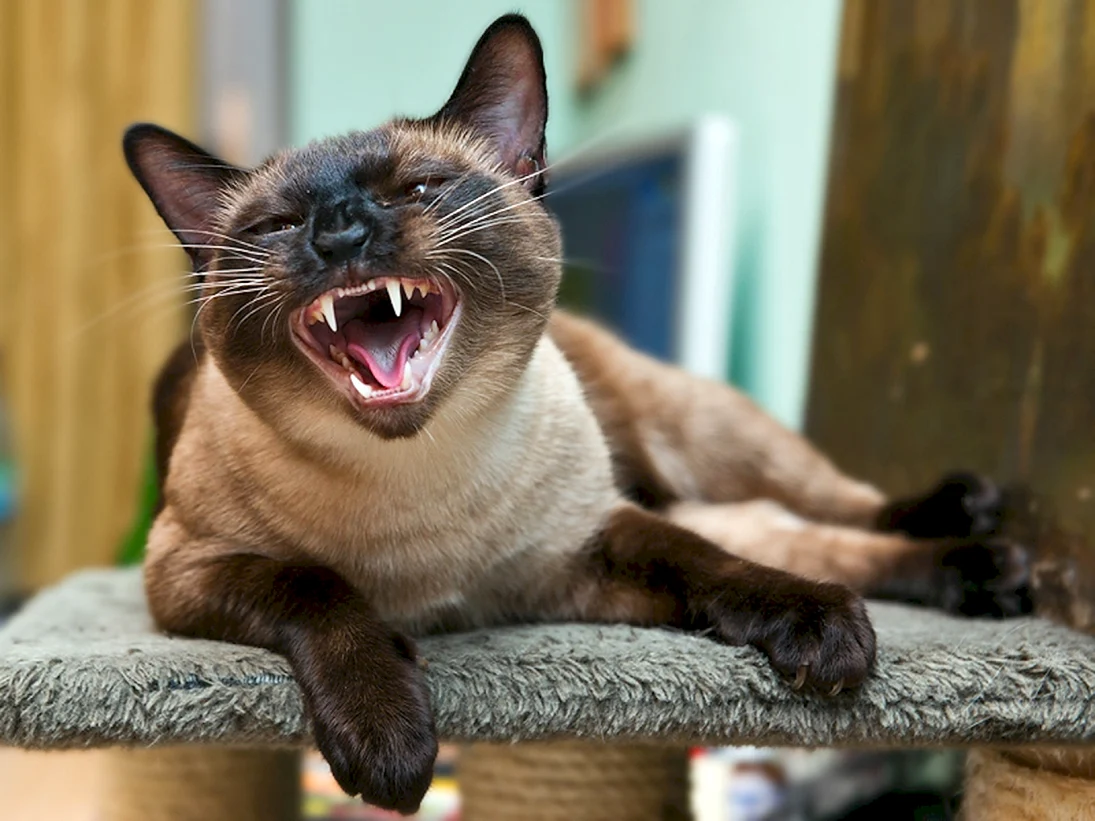 Сиамская кошка злая