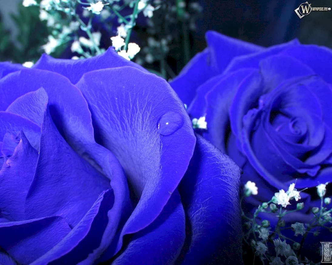 Синие розы и сапфиры