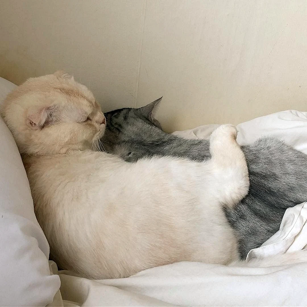 Сладких снов котик