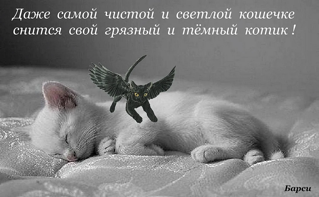 Сладких снов любимый котик