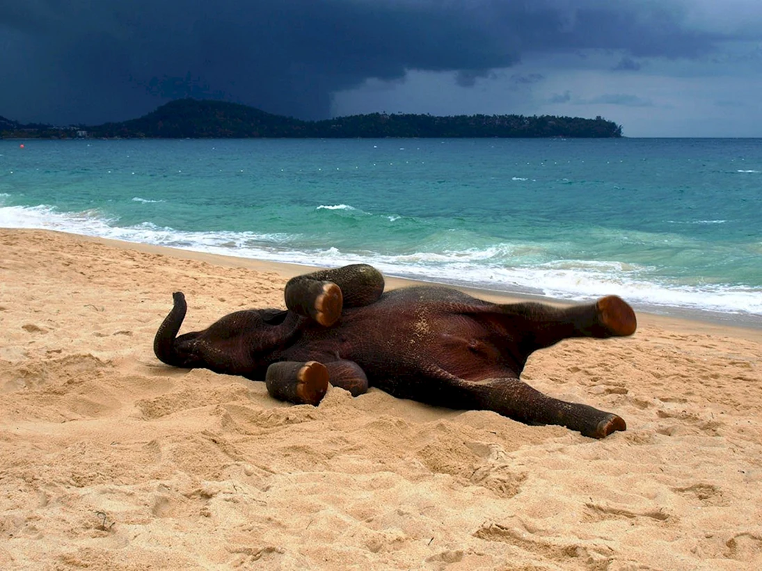 Слон на пляже