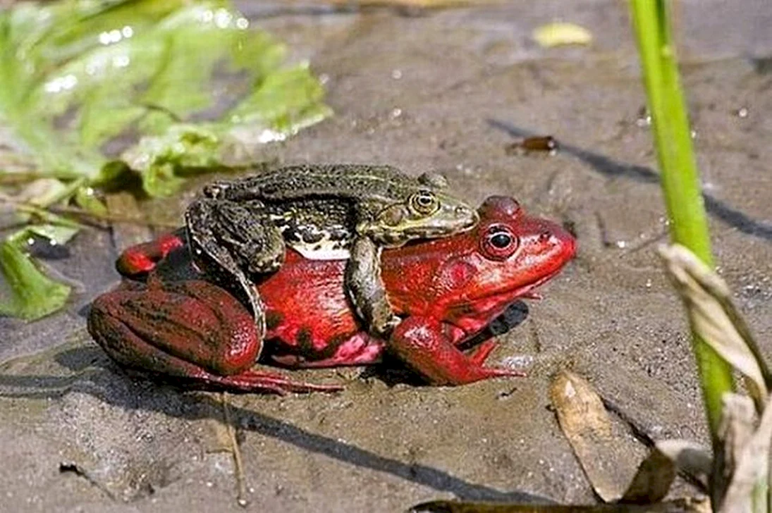 Смешная красная жаба
