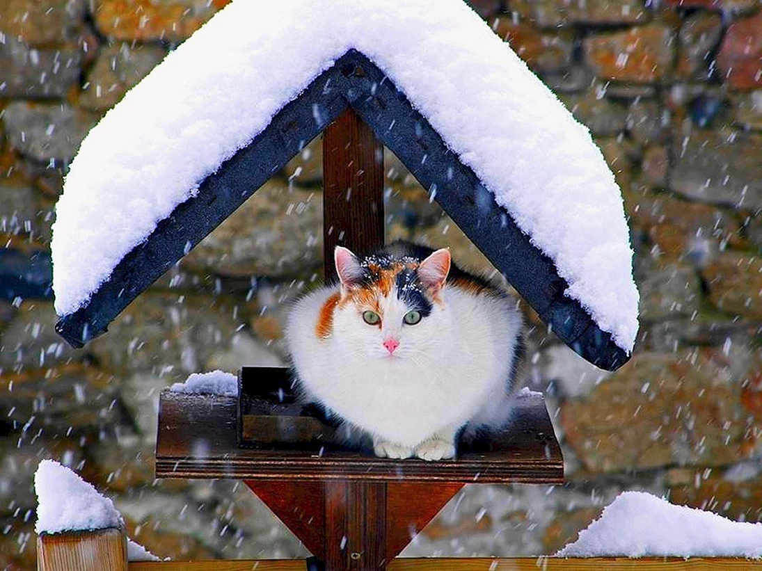 Смешной кот зимой