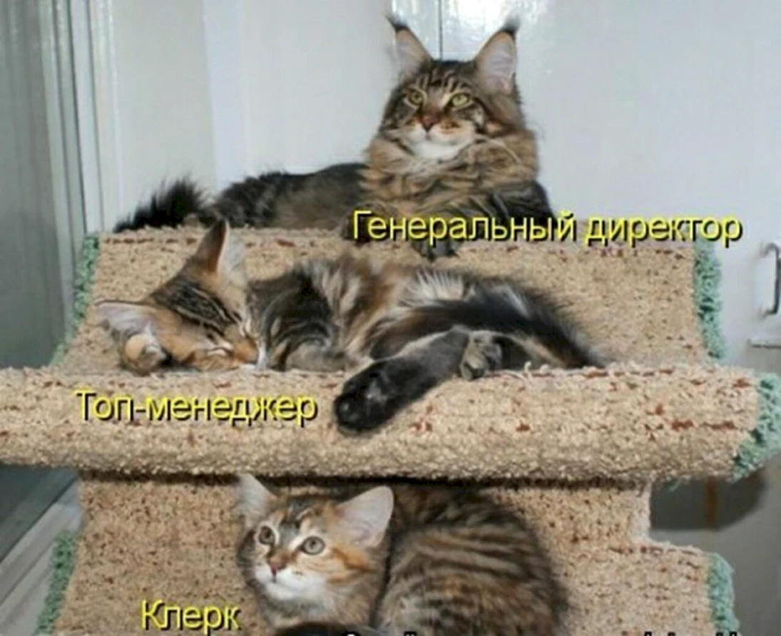 Смешные коты с надписями
