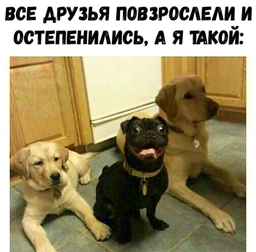 Смешные собаки с надписями
