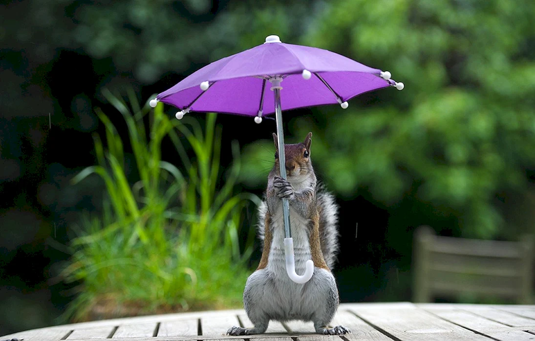 Смешные зонтики