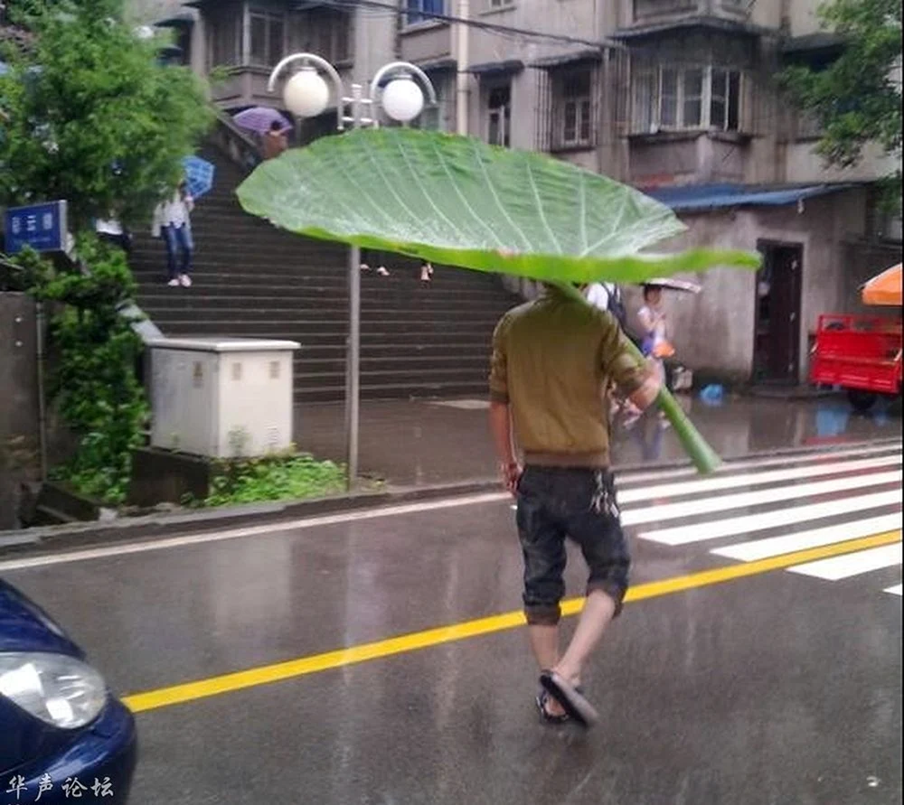 Смешные зонтики