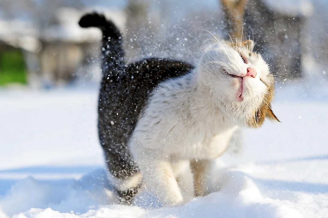 Снег радость
