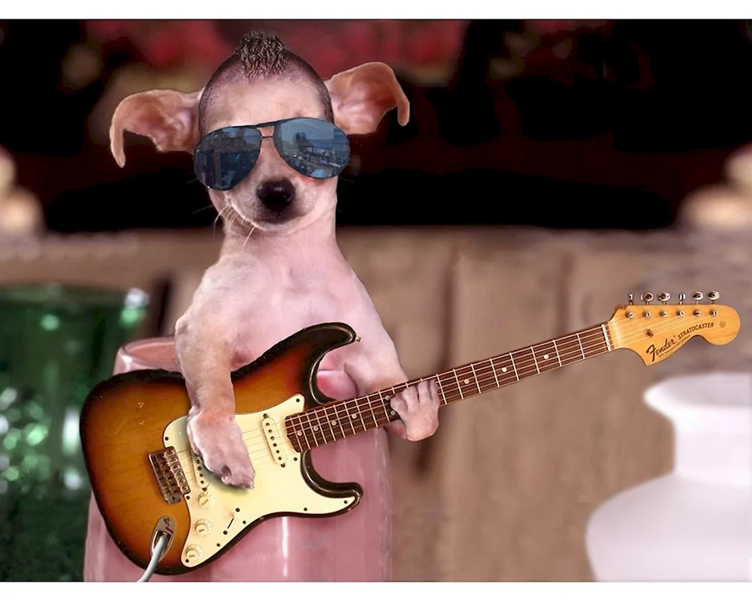 Собака с гитарой