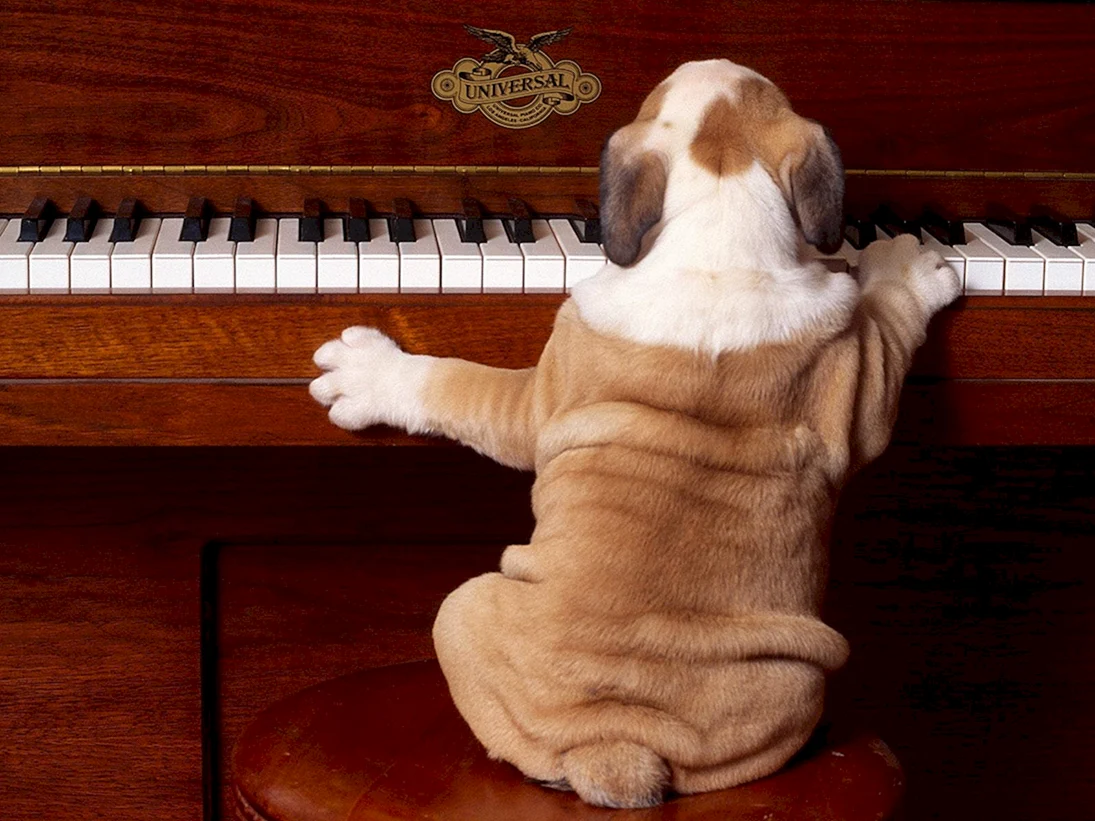 Собака с пианино